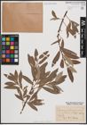 Foto von Salix daphnoides Vill. x Salix eleagnos Scop.